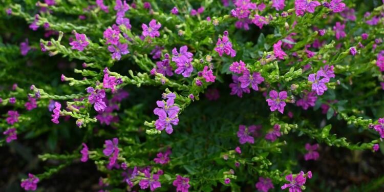 A Falsa Erica rosa é um arbusto ornamental de pequeno porte - Créditos: depositphotos.com / YK1500