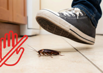 O hábito que espalha ainda mais baratas pela casa