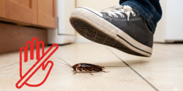 O hábito que espalha ainda mais baratas pela casa