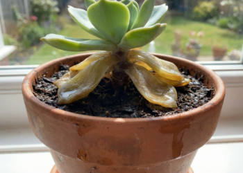 Quando menos cuidado é o segredo para suculentas saudáveis