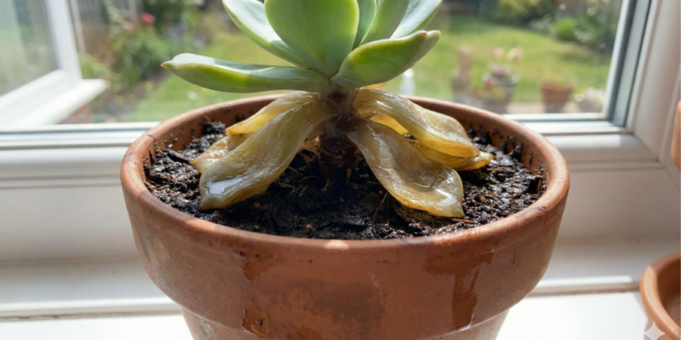 Quando menos cuidado é o segredo para suculentas saudáveis