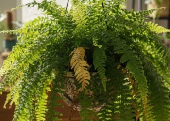 O que a samambaia revela quando começa a amarelar