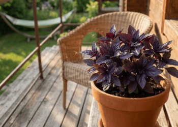 A folha roxa que os pernilongos odeiam, as borboletas amam e ainda perfuma sua casa