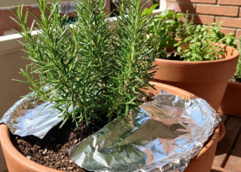 O que o papel alumínio faz no vaso de alecrim