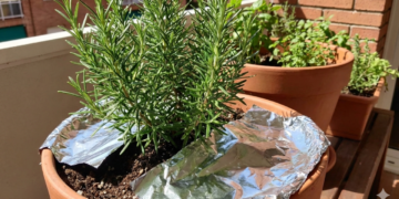 O que o papel alumínio faz no vaso de alecrim