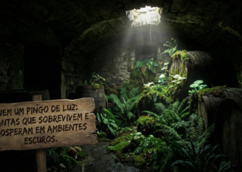 As plantas mais resistentes para pouca iluminação