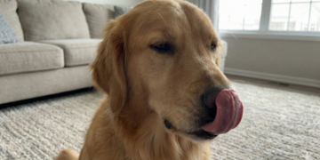 O alerta mais ignorado quando o cachorro lambe o focinho