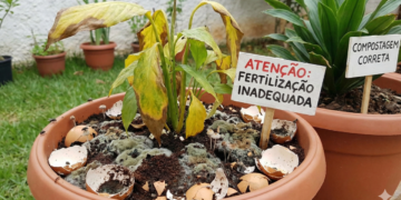 Suas plantas estão sofrendo e o motivo pode estar no vaso