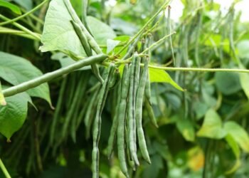Entenda como esse legume barato transforma sua saúde e blinda seu corpo