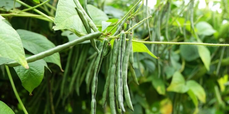 A vagem, também chamada de feijão-verde, é o feijão colhido ainda novinho, antes de o grão crescer por completo. - Créditos: depositphotos.com / damrong8899