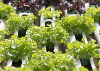 Nem terra, nem bagunça: como plantar alface fresca em uma horta hidropônica de garrafas em casa