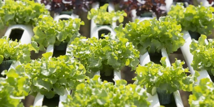 Nesse tipo de cultivo, as garrafas plásticas de água ou refrigerante viram suportes para as plantas e reservatórios da solução nutritiva - Créditos: depositphotos.com / ramirezom