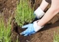 Tenha um cantinho perfumado de lavanda que floresce mesmo nas temperaturas altas do verão