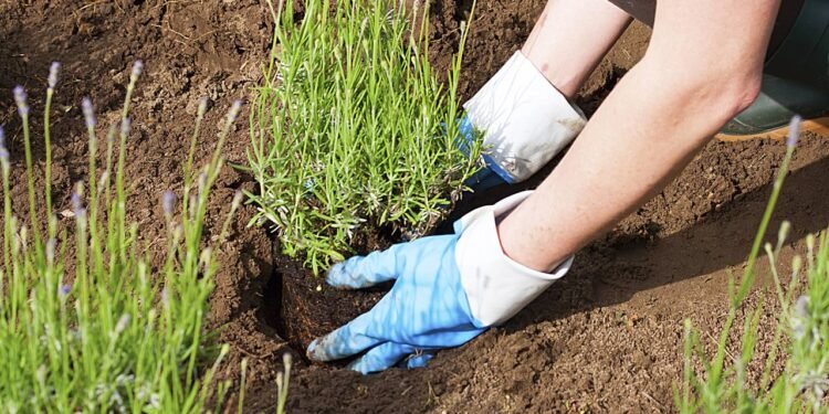 O primeiro passo para dar certo com o plantio de lavanda em regiões quentes é entender que nem toda lavanda gosta do mesmo tipo de clima - Créditos: depositphotos.com / Havanaman
