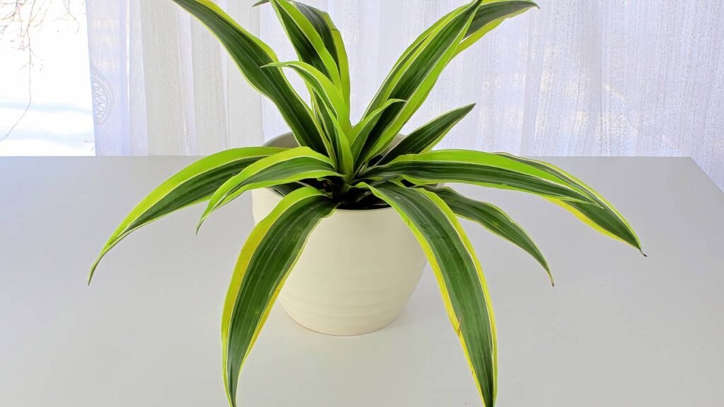 A planta vertical que resolve cantos vazios com elegância