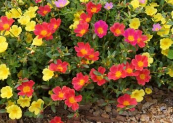 Quer cor no jardim? A onze-horas é fácil de cuidar e ama sol