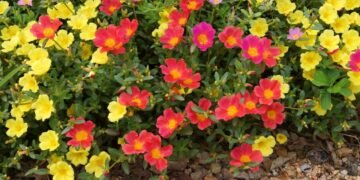 Quer cor no jardim? A onze-horas é fácil de cuidar e ama sol