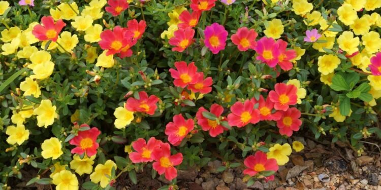 Para plantar a flor onze-horas, o primeiro passo é escolher um lugar bem iluminado, com sol direto por algumas horas do dia - Créditos: depositphotos.com / Noppharat_th