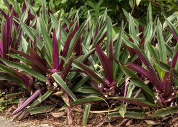 Abacaxi roxo: a planta resistente que colore vasos e jardins com folhas bicolores