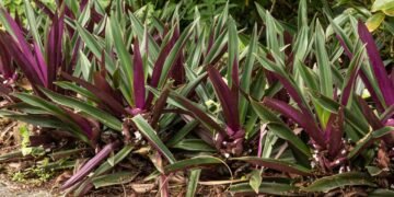 Abacaxi roxo: a planta resistente que colore vasos e jardins com folhas bicolores