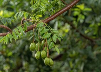 Dicas essenciais para plantar e cuidar de cajá no seu quintal