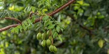 Dicas essenciais para plantar e cuidar de cajá no seu quintal