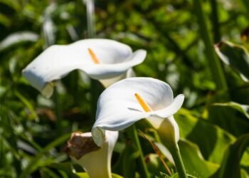 Copo de leite é tóxico? Saiba proteger seus pets e crianças dessa planta linda