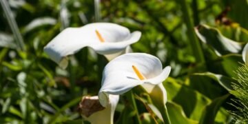 Copo de leite é tóxico? Saiba proteger seus pets e crianças dessa planta linda