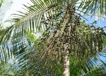 Como plantar açaí em casa e garantir frutos saudáveis e saborosos