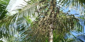 Como plantar açaí em casa e garantir frutos saudáveis e saborosos