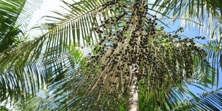 Na hora de decidir como plantar açaí, o produtor pode escolher entre usar sementes ou mudas de viveiro - https://br.pinterest.com/pin/69313281753756199/