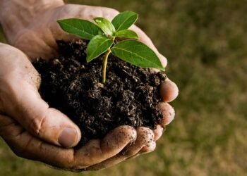 Só uma colher vai fazer sua planta explodir de tanto crescer