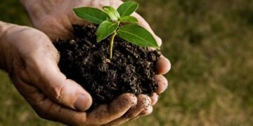 Só uma colher vai fazer sua planta explodir de tanto crescer