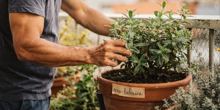 Conheça os benefícios da erva-baleeira, a erva mais poderosa que age como anti-inflamatório natural