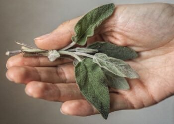 Você só precisa de algumas folhas e 7 minutos para extrair os compostos que ajudam no foco mental e aliviam sintomas da menopausa