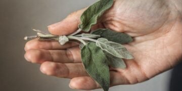 Você só precisa de algumas folhas e 7 minutos para extrair os compostos que ajudam no foco mental e aliviam sintomas da menopausa