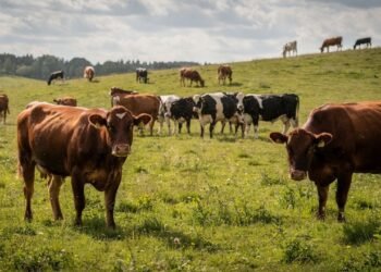 Justiça condena concessionária por morte de bovinos e cria precedente que pode virar dor de cabeça para empresas do setor elétrico