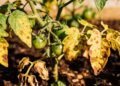 Tomate com folhas manchadas? Um simples preparo com leite desnatado pode acabar com os fungos sem usar nenhum produto químico