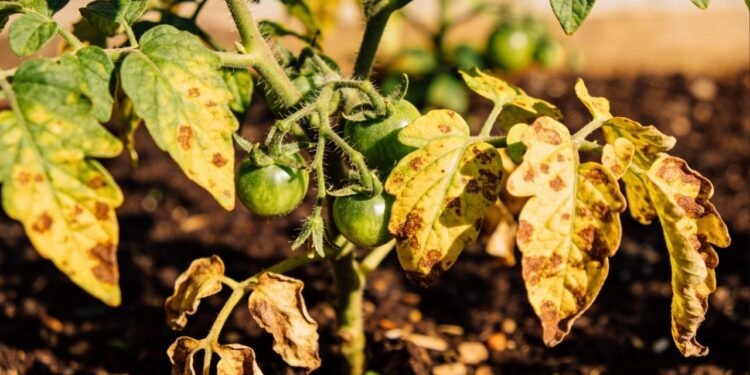 Tomate com folhas manchadas? Um simples preparo com leite desnatado pode acabar com os fungos sem usar nenhum produto químico