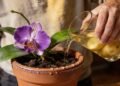 Você joga fora um dos melhores adubos para orquídeas e nem percebe! A água da batata pode fortalecer suas plantas com zero gasto