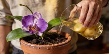 Você joga fora um dos melhores adubos para orquídeas e nem percebe! A água da batata pode fortalecer suas plantas com zero gasto