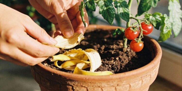 O adubo natural que melhora o sabor dos tomates está na sua cozinha e funciona melhor que fertilizante industrial