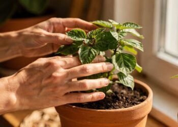 Planta sagrada na Índia e queridinha da medicina natural, o manjericão-santo pode mudar sua saúde e o ambiente ao redor