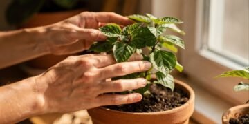 Planta sagrada na Índia e queridinha da medicina natural, o manjericão-santo pode mudar sua saúde e o ambiente ao redor