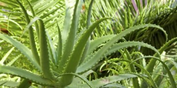 Como plantar babosa a partir de uma folha e ter mudas saudáveis em casa