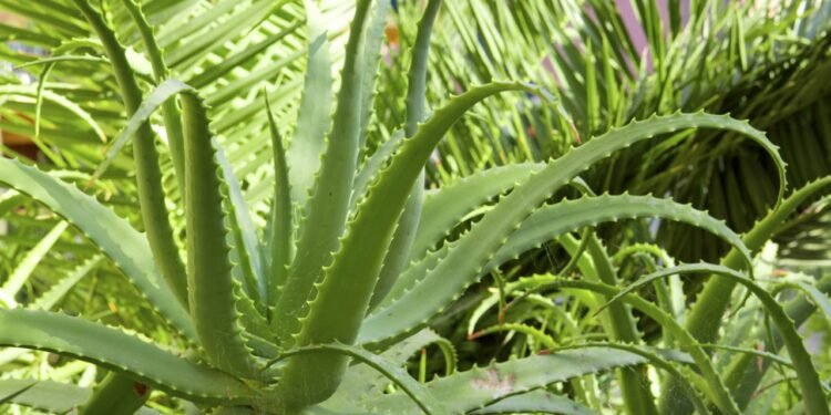 Enquanto a folha seca, prepare o substrato pensando em boa drenagem, como se estivesse imitando um solo de região mais seca - Créditos: depositphotos.com / swkunst