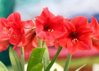 A cebola que vira flor: saiba como cuidar dessa planta e ter um jardim colorido em casa