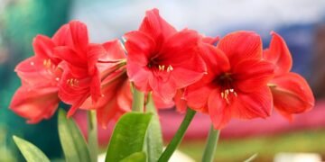 A cebola que vira flor: saiba como cuidar dessa planta e ter um jardim colorido em casa