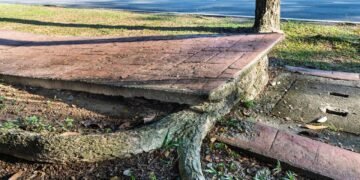 Quebrou a calçada de novo? Veja árvores com raízes que não destroem o piso