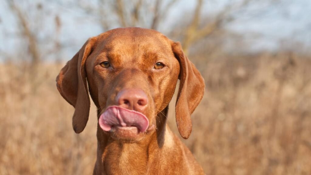 Entender por que o cachorro lambe o focinho protege a saúde